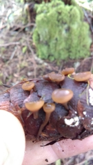 Ciboria rufofusca