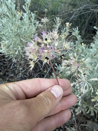iNaturalist observation photo of Dusky Onion