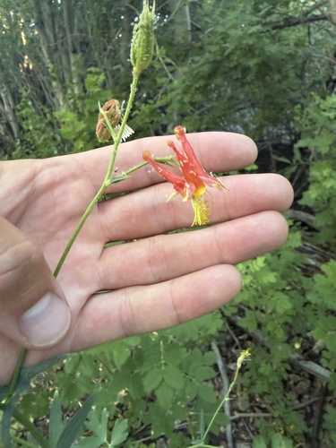 iNaturalist observation photo of western columbine