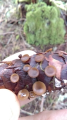 Ciboria rufofusca