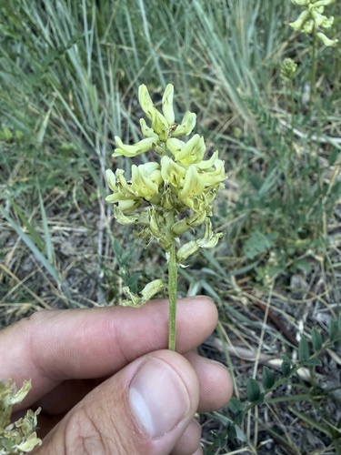 iNaturalist observation photo of Canadian milkvetch