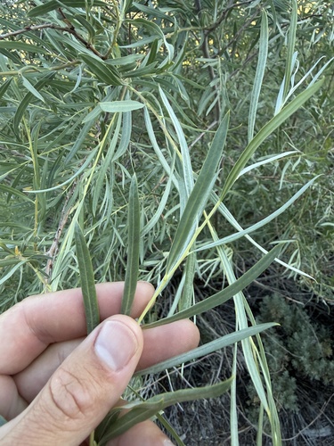 iNaturalist observation photo of Narrowleaf Willow