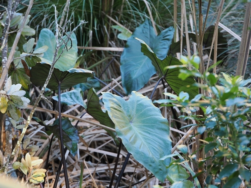 Colocasia fontanesii, photograph 4