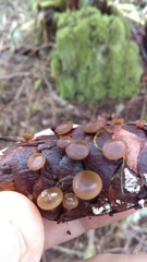 Ciboria rufofusca
