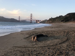 Megaptera novaeangliae