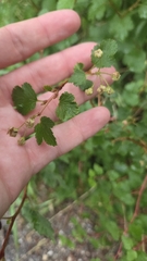 Physocarpus monogynus, photograph author not stated, no rights reserved