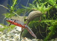 Cynops pyrrhogaster