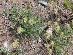 Pulsatilla bungeana, photograph Urgamal Magsar, CC BY, iNaturalist via GBIF