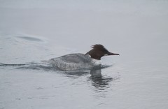 Mergus merganser