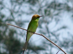 Merops orientalis orientalis