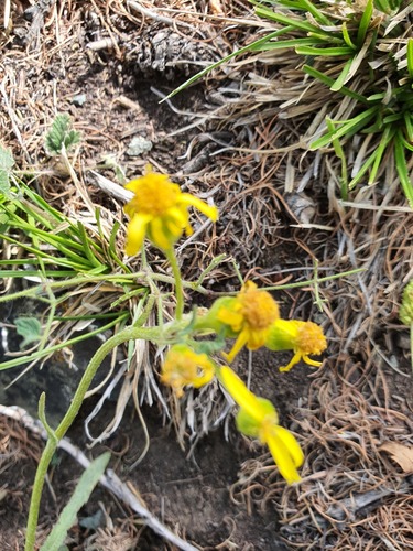 Senecio integerrimus, photograph 4