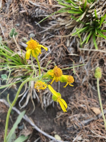 Senecio integerrimus, photograph 5