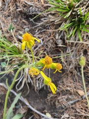 Senecio integerrimus, photograph (c) Urgamal Magsar, some rights reserved (CC BY)