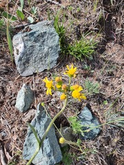 Senecio integerrimus, photograph (c) Urgamal Magsar, some rights reserved (CC BY)
