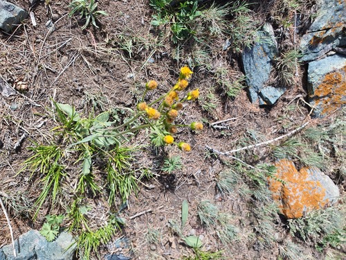 Senecio integerrimus, photograph 2