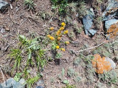 Senecio integerrimus, photograph (c) Urgamal Magsar, some rights reserved (CC BY)