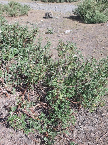 Farinopsis salesoviana, photograph 4