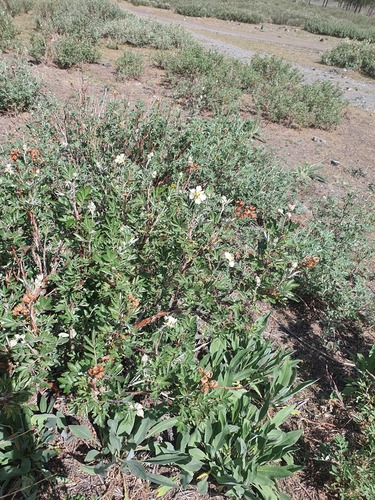 Farinopsis salesoviana, photograph 3