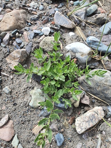 Dracocephalum peregrinum, photograph 1
