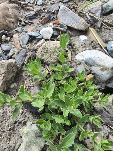 Dracocephalum peregrinum, photograph 2