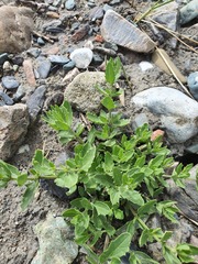 (c) Urgamal Magsar, some rights reserved (CC BY) Dracocephalum peregrinum, photograph (c) Urgamal Magsar, some rights reserved (CC BY)