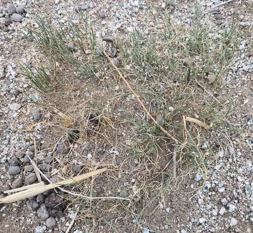 Allium polyrhizum, photograph 2