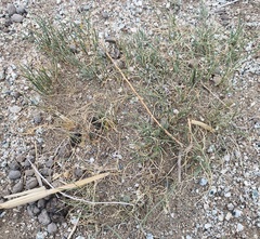 Allium polyrhizum, photograph (c) Urgamal Magsar, some rights reserved (CC BY)
