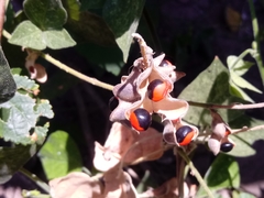 Rhynchosia precatoria