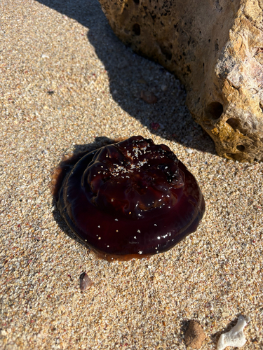 Sea Tomato