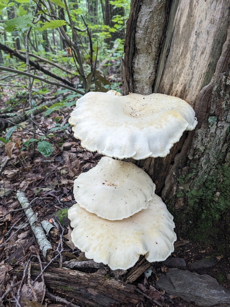 Lynx Paw Oyster · July 2026 · photo: Photo: (c) Alaina Krakowiak, some rights reserved (CC BY) · iNaturalist