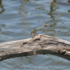 Arigomphus lentulus