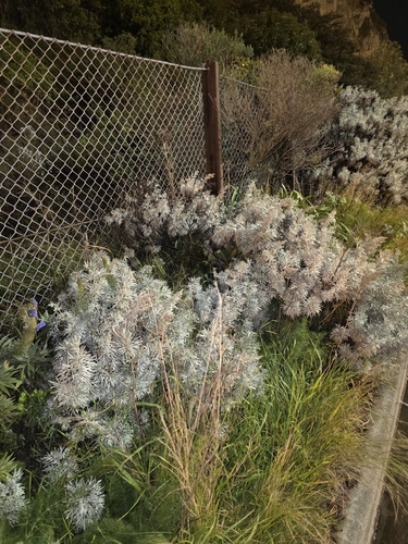 Artemisia arborescens, photograph 2
