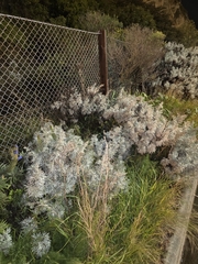 Artemisia arborescens, photograph author not stated, no rights reserved