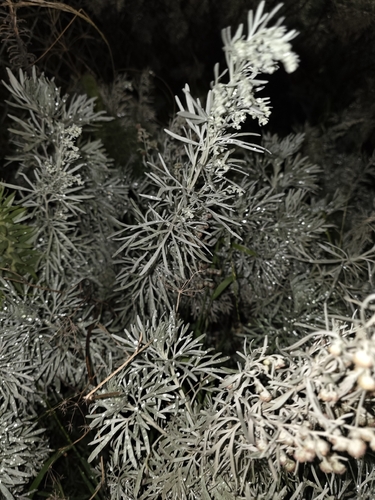 Artemisia arborescens, photograph 3