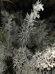 Artemisia arborescens, photograph author not stated, no rights reserved