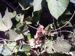 Rhynchosia precatoria