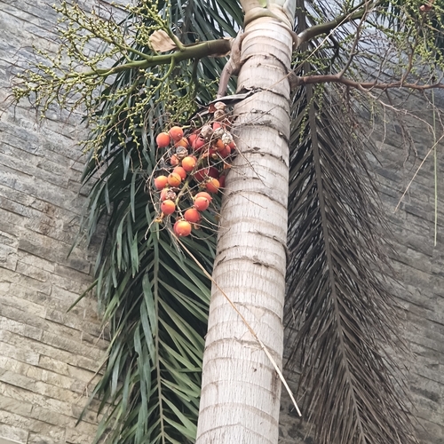 Wodyetia bifurcata
