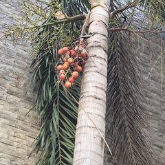 Wodyetia bifurcata