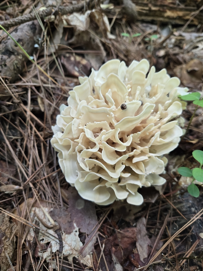 Eastern cauliflower mushroom · July 2026 · photo: Photo: (c) Elizabeth Altman, some rights reserved (CC BY) · iNaturalist