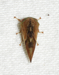 Cyrtolobus fenestratus