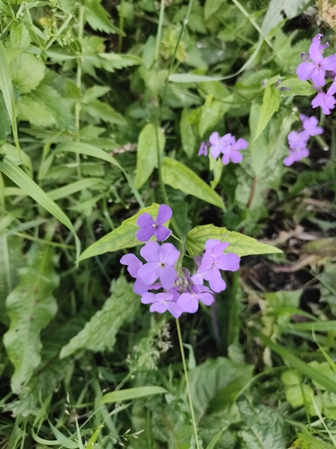 Hesperis sibirica, photograph 6