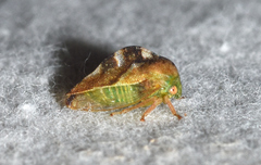 Cyrtolobus fenestratus