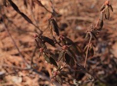 Rhododendron groenlandicum