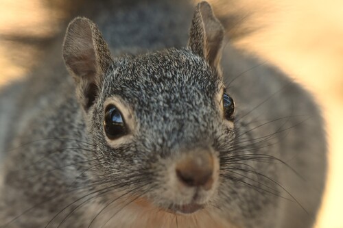 Arizona Gray Squirrel observed by chrisrohrer