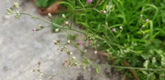 Asteraceae