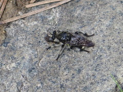 Laphria cinerea