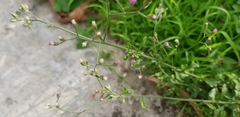 Asteraceae