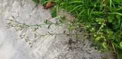 Asteraceae