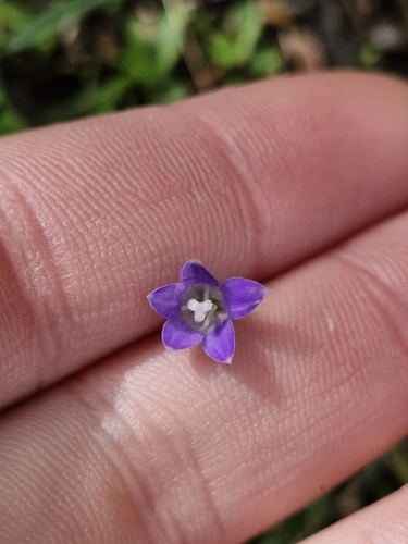 Wahlenbergia violacea, photograph 3