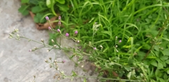 Asteraceae